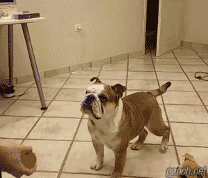 299_255gif 动态图 动图