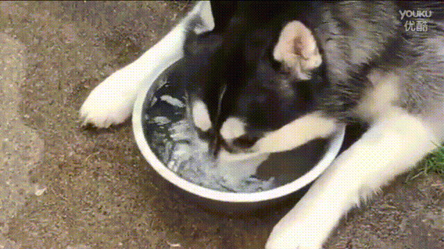 为什么哈哈哈哈士奇不能当警犬?