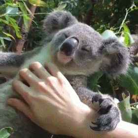 最后几小时!澳洲将对中国开放最新签证!目前来澳