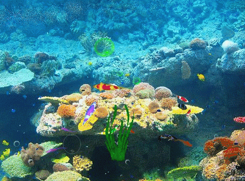壁纸 海底 海底世界 海洋馆 水族馆 桌面 500_370 gif 动态图 动图