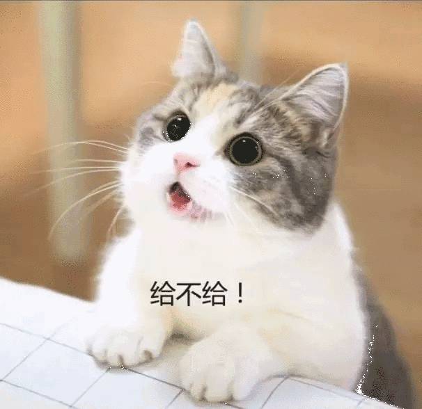 超萌的小奶猫要钱买零食,网友:给给,要什么都给,忍不