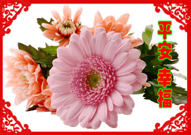 送你28朵长寿菊愿您健康幸福到永远