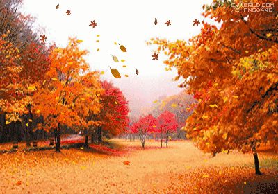 一个是金秋的菊花 不管是阳光照射下的汹涌红海 还是风吹落叶后的