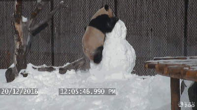 20161222_121057_008.gif