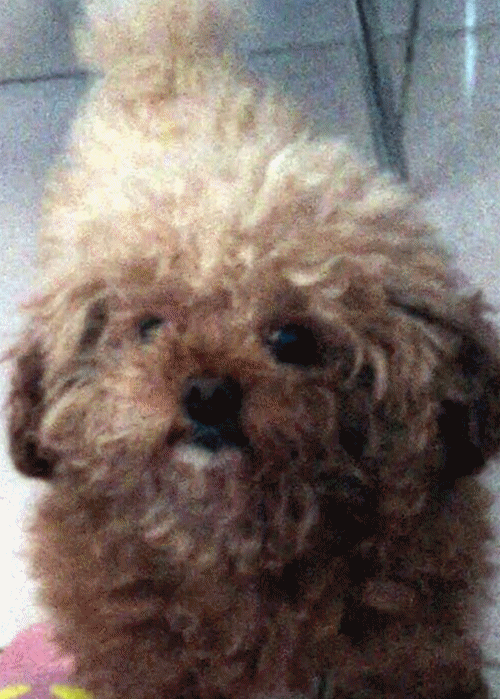 再看看这只黑色的泰迪美容的样子.