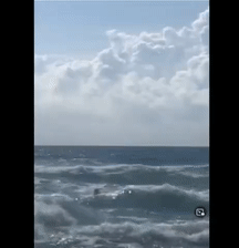 突然袭来的海浪卷走了15岁女孩，两只狗狗英勇救人的画面曝光，场面很惊险..