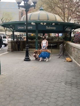 纽约地铁要求狗狗要装包里!于是地铁口就出现了这一幕..哈哈哈哈哈哈