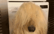 趣 | 《狗狗变形记》：人在江湖飘，发型很重要！ - 2
