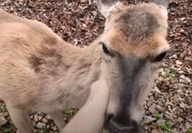 大金毛11年前救了一头母鹿，结果它每年都会带着娃上门找狗子帮忙..