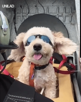 第一次坐飞机的狗狗，会是什么表情?恐怕你想不到哦…