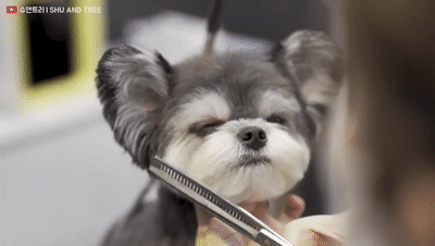 这家狗子理发店，被网友称为治愈神器，点进去就不出来了..