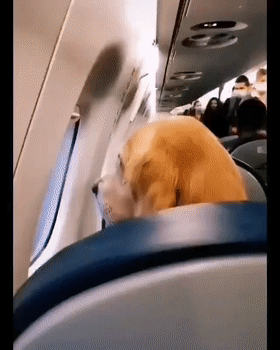 飞机上遇到一只金毛大帅锅，偷拍被发现后它……