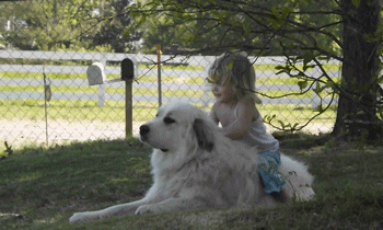 小女孩也没生气和苦闹,而是又跑过去抱了大白熊,希望她能从中知道狗