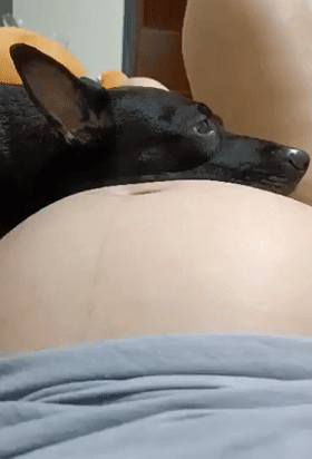 “自从我怀孕后，我家狗就天天趴在我肚子上检查胎动!”