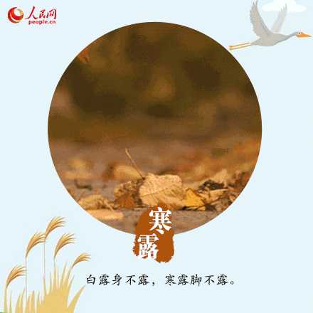 节气今日寒露这些传统习俗你知道多少