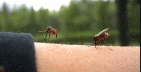 拍死正吸血的蚊子女子丧命 河南疾控专家这样说