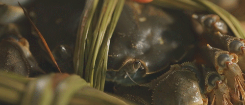 蟹肥秋黄,吃螃蟹的季节到啦!阳澄湖大闸蟹就在家门口