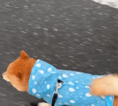 柴犬穿着雨衣在路上跑，这小碎步走得都快飞起来了，哈哈!