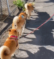 主人带3只柴犬散步，结果走到一半，其中一只竟然不知觉插队!