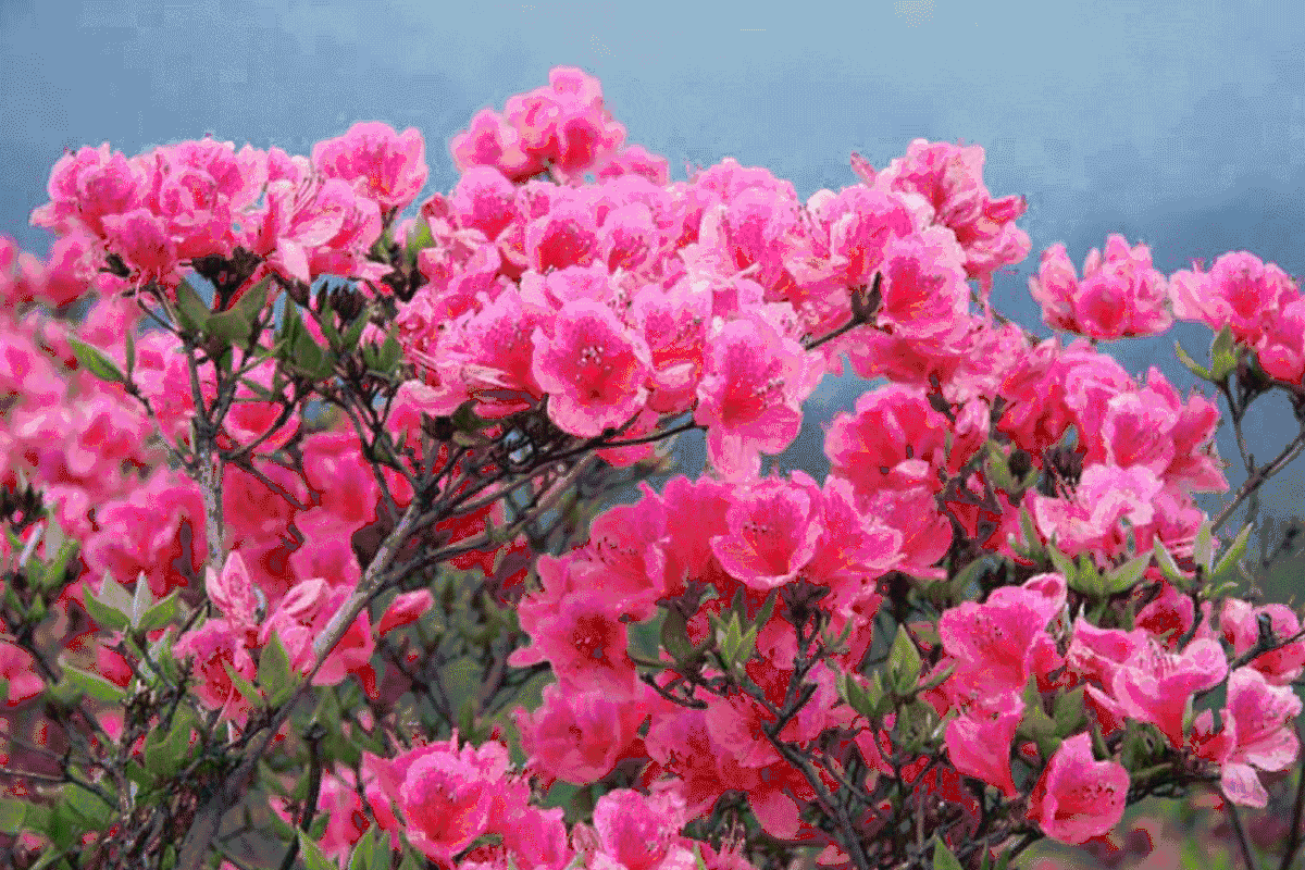 如九节牙,鸡蛋花等.湖光碧色,花海漾漾,一片迷人景致.