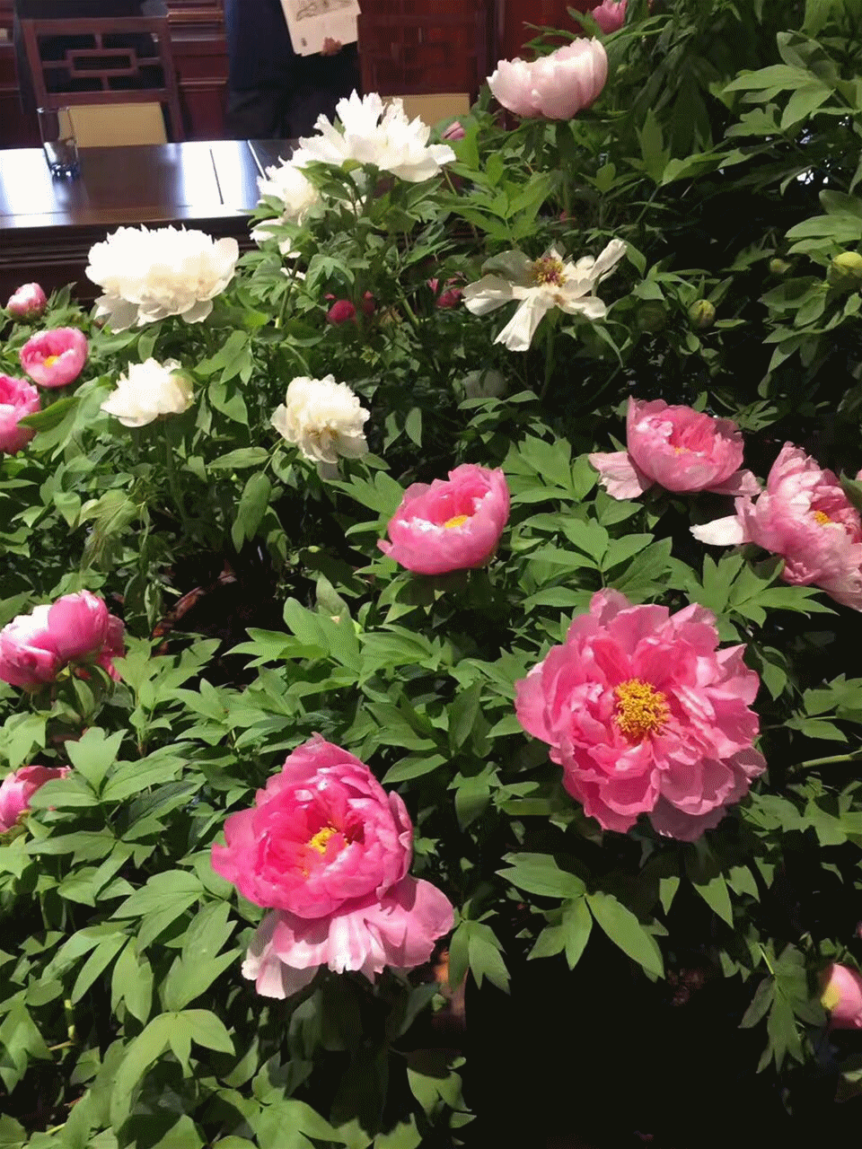 【文化高行】万物有灵且美,何况花中绝色牡丹!