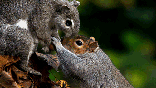 图片:pbsnature / tumblr流浪猫狗等小型食肉动物在很多地方也对包括