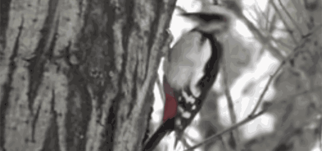 刺猬妈妈怀孕的时候,会被小刺猬扎伤么?