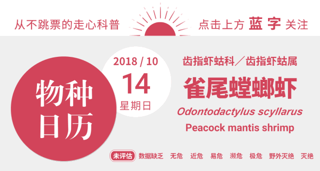 小拳拳锤你胸口这是螳螂虾的必杀技