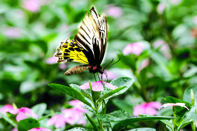 壁纸 昆虫 桌面 690_460 gif 动态图 动图