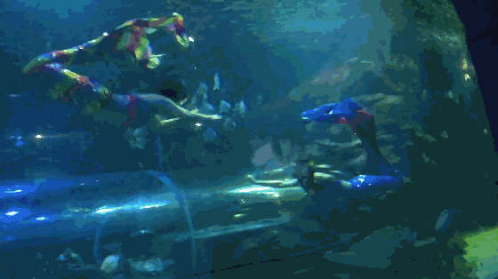 壁纸 海底 海底世界 海洋馆 水族馆 560_314 gif 动态图 动图