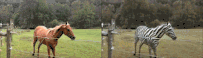 0?wx_fmt=gif&wxfrom=5&wx_lazy=1