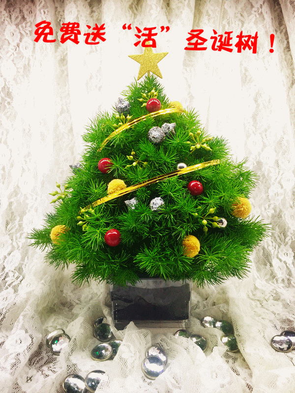 盆景 盆栽 植物 600_800 竖版 竖屏 gif 动态图 动图