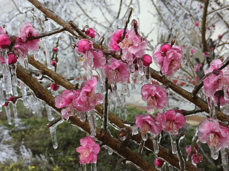我们湘西的朋友圈今晨下起了春雪,白茫茫一片,你那里也下雪了吗?