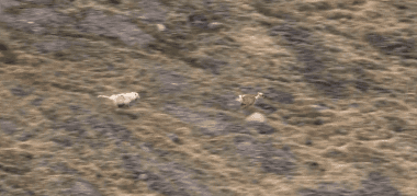 大疆传媒航拍电影《奔爱》,从主体后附跟拍.