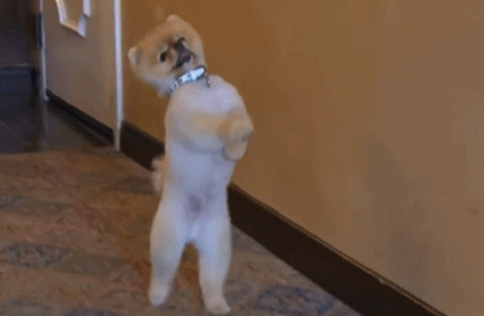 不仅如此, jiffpom还是一只身怀绝技的狗狗. 来划个滑板? 简单!