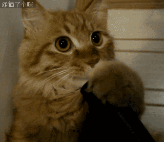 当狗扑在女主人身上, 接下里一幕让人脸红.