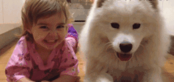 卖呆|两兄弟打架 狗狗竟然这样劝架 简直操碎了心!