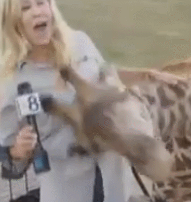 女主持是正经的,鹿正不正经我就不知道了