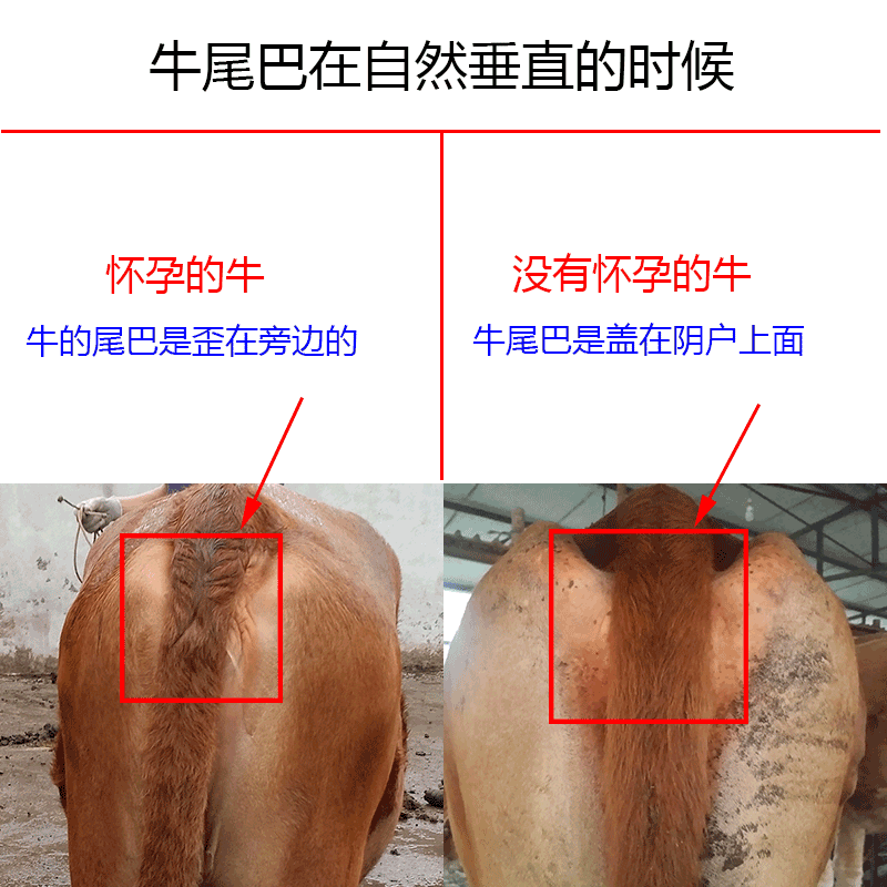 一张图告诉你:怎么判断母牛是否怀孕?【原创】