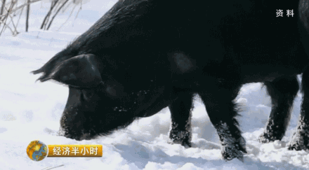 【商机】喝山泉水,吃中草药的森林猪,养它的人一年能卖一个亿!