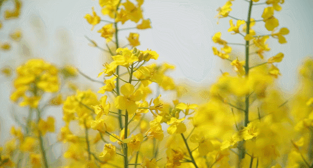 接下来这个月,你马上要被这样奇妙的悉尼刷屏!悉尼er都疯狂了!