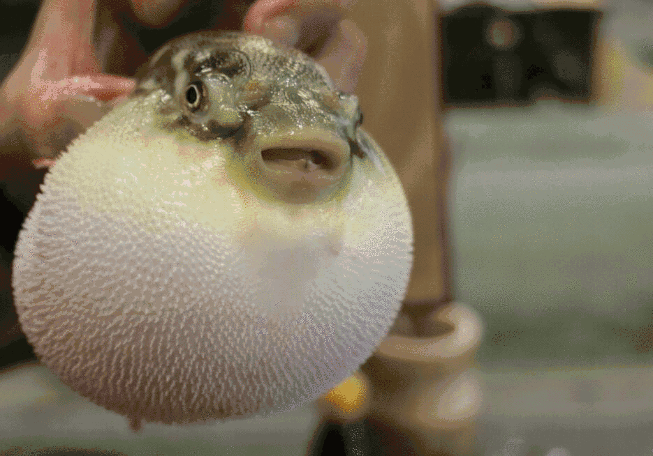 胆大的苏州吃货这几家店在等你们!  河豚?河鲀?