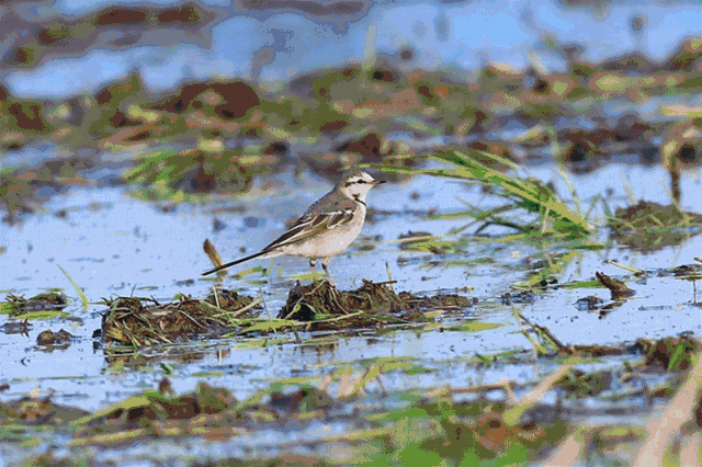 壁纸 动物 鸟 鸟类 雀 640_426 gif 动态图 动图