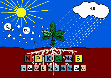 营养一样,因此,有的地方又叫"月子肥,此时所需要的营养元素不但有氮