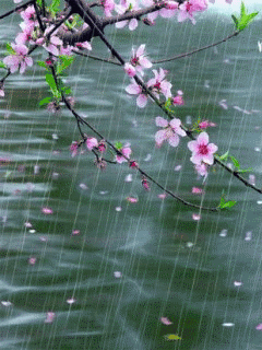肖建东诗歌/ 一树桃花