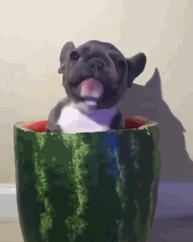 同萌会丨狗狗表示热成狗,想吃一口西瓜,我能给么?