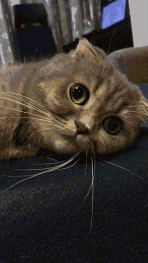 壁纸 动物 猫 猫咪 小猫 桌面 300_533 竖版 竖屏 手机 gif 动态图 动