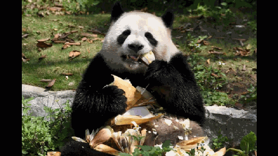 它们吃东西有什么好看的?我就看了十遍而已