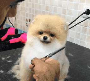 西安宠物圈   编辑花生酱 小博美自信的做美容 小表情超可爱