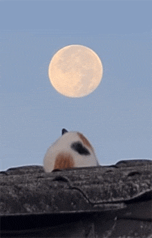 偶然在清晨拍到猫和月亮这一幕，网友看完觉得生活又美好了!